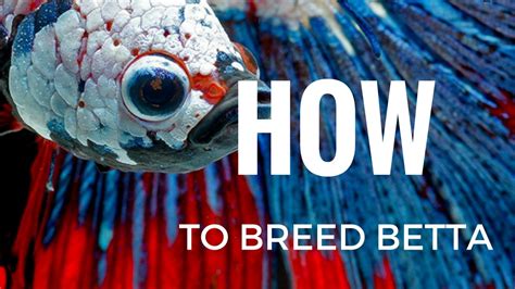 How To Breed Betta Fish